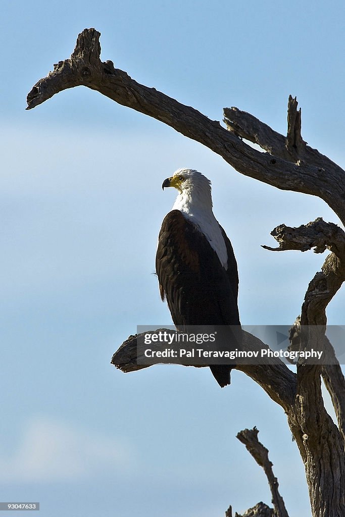 African eagle