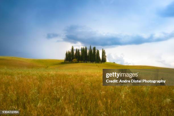 val d'orcia - tuscany, italy - zypressen stock pictures, royalty-free photos & images