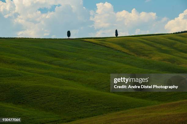 val d'orcia - tuscany, italy - zypressen stockfoto's en -beelden