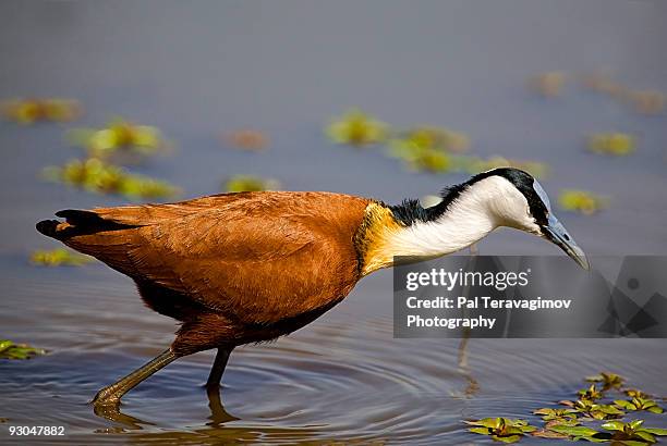 african jacana - gallito de agua africano fotografías e imágenes de stock