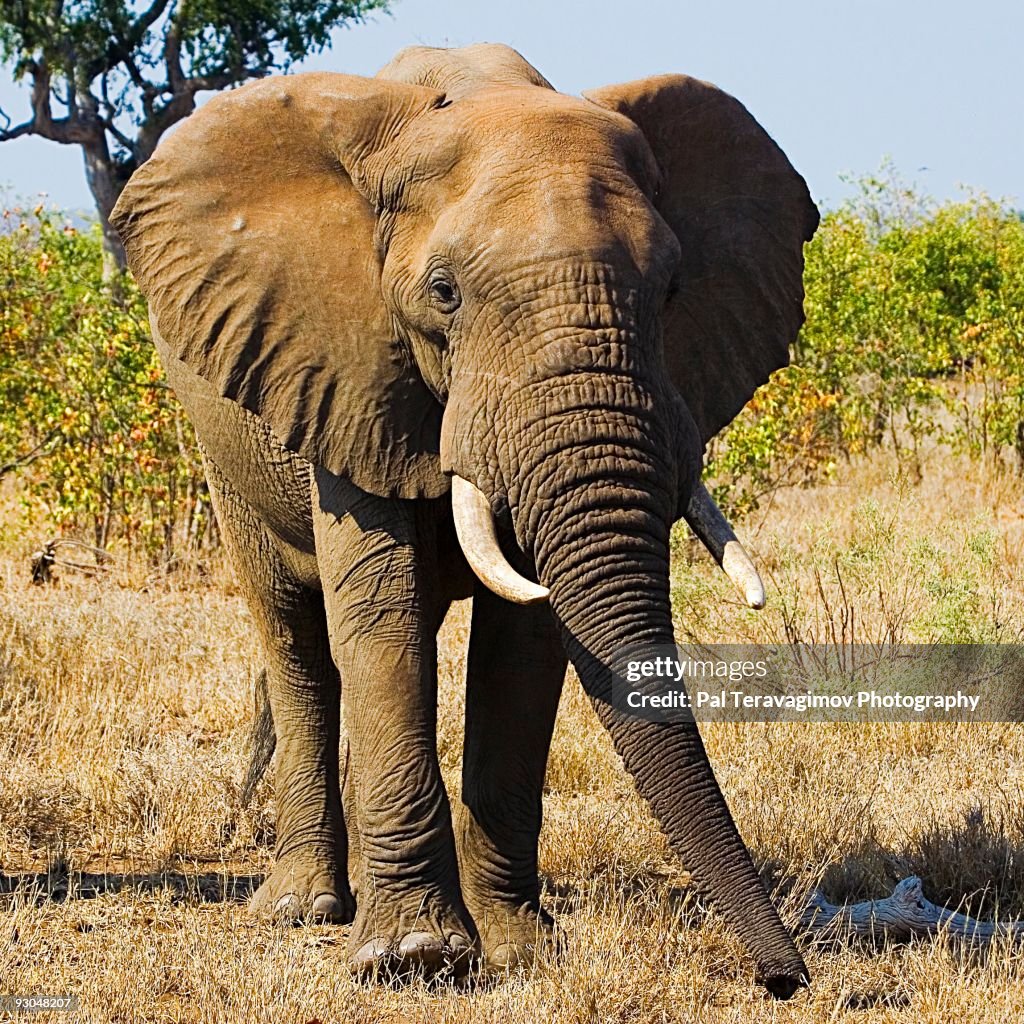 African Elephant High Res Stock Photo Getty Images african-elephant-high-res-stock-photo-getty-images