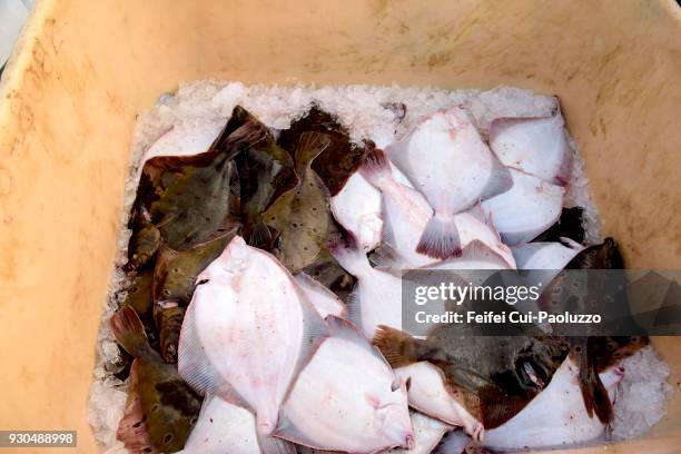 flatfish in a fishing box at hofsos, northwest region, iceland - skagafjordur stock pictures, royalty-free photos & images