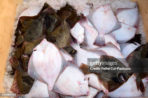 flatfish in a fishing box at hofsos, northwest region, iceland - sogliola foto e immagini stock