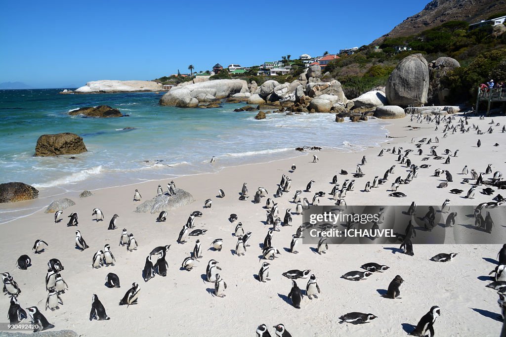Penguins Boulders beach South Africa