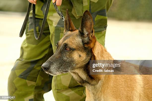 military dog - military dog stock pictures, royalty-free photos & images