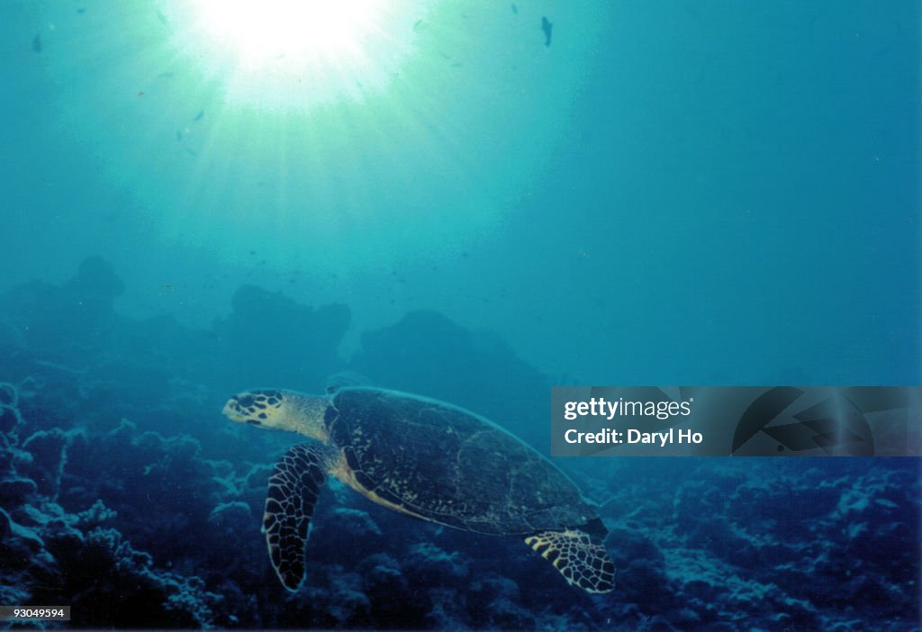 Green Sea Turtle, Maldives