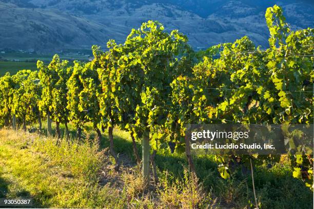 okanagan valley - okanagan vineyard stock pictures, royalty-free photos & images