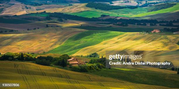 val d'orcia - tuscany, italy - zypressen stock pictures, royalty-free photos & images