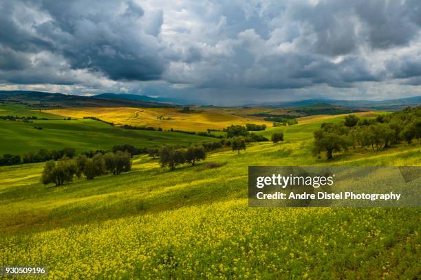 val d'orcia - tuscany, italy - zypressen stock pictures, royalty-free photos & images