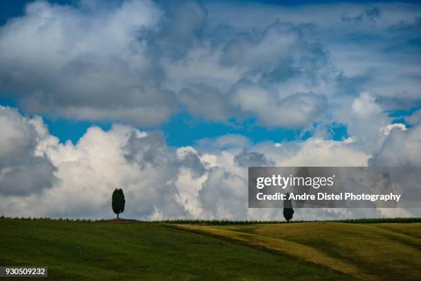 val d'orcia - tuscany, italy - zypressen stock pictures, royalty-free photos & images