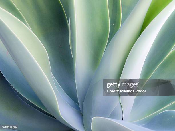 agave plant - succulent stock-fotos und bilder