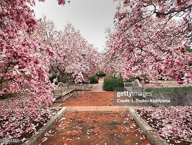 castle magnolias - national mall washington dc stock pictures, royalty-free photos & images