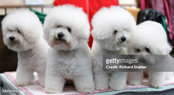 Four Bichon Frise on day three of the Cruft's dog show at the NEC Arena on March 10, 2018 in Birmingham, England. The annual four-day event sees...