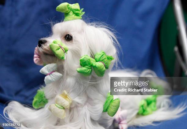 Maltese Toy Dog relaxing on day three of the Cruft's dog show at the NEC Arena on March 10, 2018 in Birmingham, England. The annual four-day event...