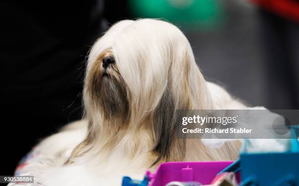 Lhasa Apso dog on day three of the Cruft's dog show at the NEC Arena on March 10, 2018 in Birmingham, England. The annual four-day event sees around...