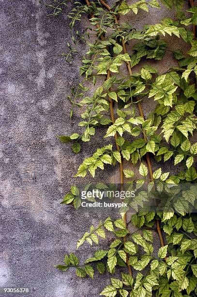 grün efeu - ummauerter garten stock-fotos und bilder