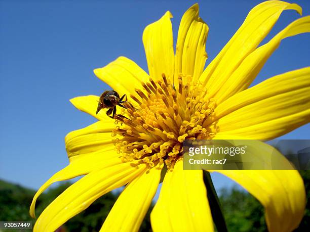 bee on a daisy - giant bee stock pictures, royalty-free photos & images