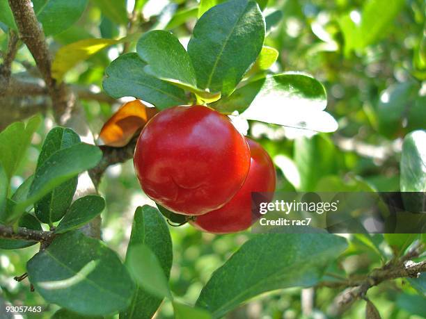 acerola tree - acerola 個照片及圖片檔