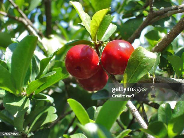 acerola tree - acerola stock pictures, royalty-free photos & images