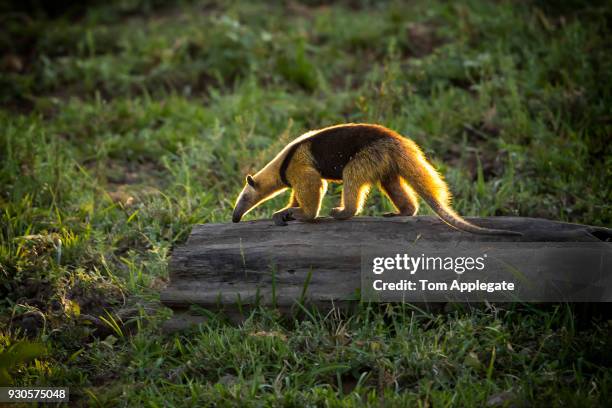 anteater - großer ameisenbär stock-fotos und bilder