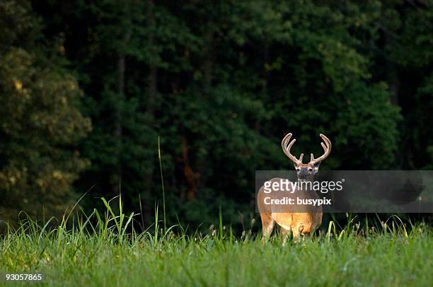nighttime photo of whitetail deer in tall grass - witstaarthert stockfoto's en -beelden