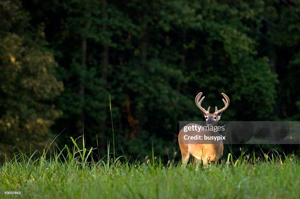 Nighttime photo of whitetail deer in tall grass