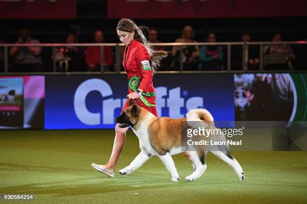 An Akita dog named Chanel and handler handler Faye Bevis enter the ring to be judged for Best In Show on day four of the Cruft's dog show at the NEC...