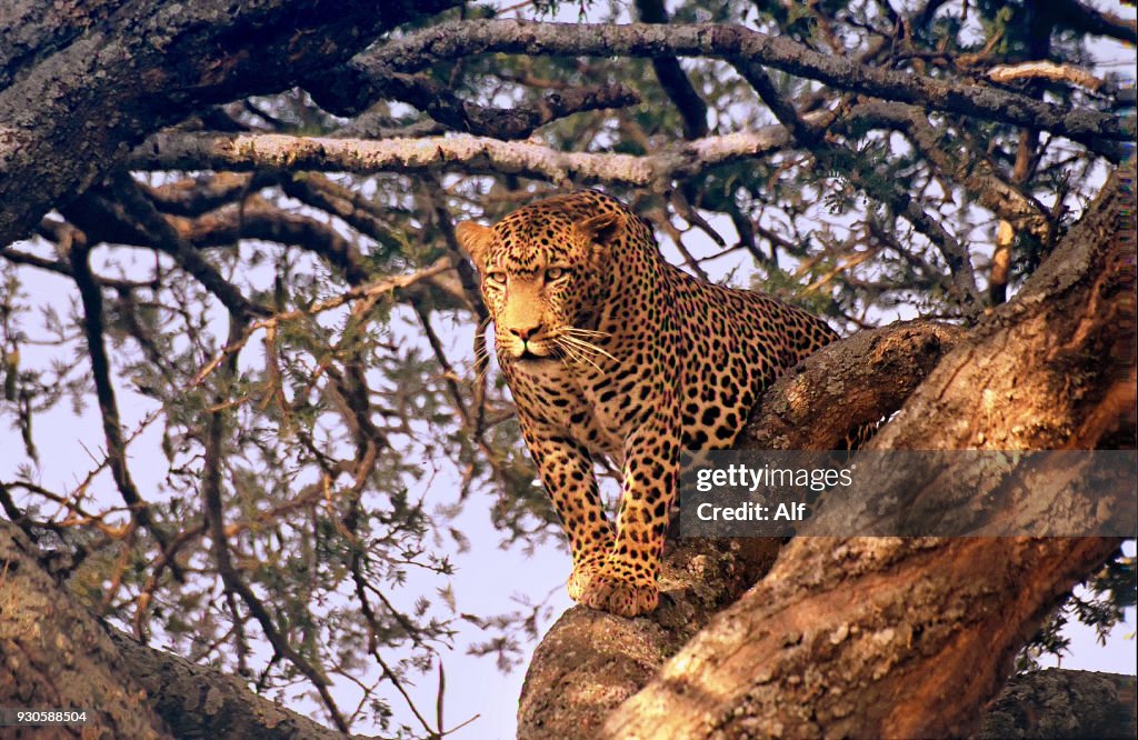 Leopard stalking a prey in an acacia, Serengeti National Park, Tanzania