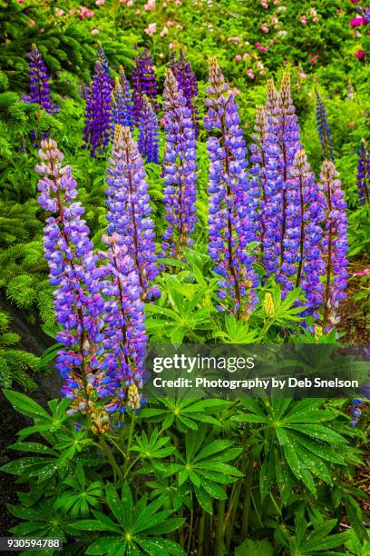 lupines in lubec maine - lubec stock-fotos und bilder