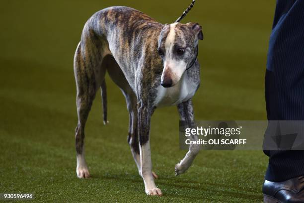 "Collooney Tartan Tease" , the Whippet after winning the Best in Show competition on the final day of the Crufts dog show at the National Exhibition...