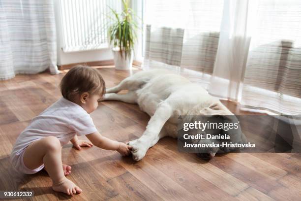 babymädchen spielen mit hund - baby hund innenaufnahme stock-fotos und bilder