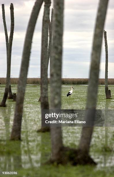 ibera marshes. corrientes province. argentina. the ibera marshes is one of the largest moist soil ar - plantas stock-fotos und bilder