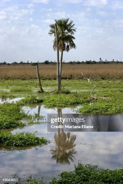 Ibera Marshes. Corrientes province. Argentina. The Ibera marshes is one of the largest moist soil areas in the world. It is one of most important...