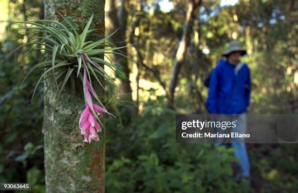 Ibera Marshes. Corrientes province. Argentina. The Ibera marshes is one of the largest moist soil areas in the world. It is one of most important...