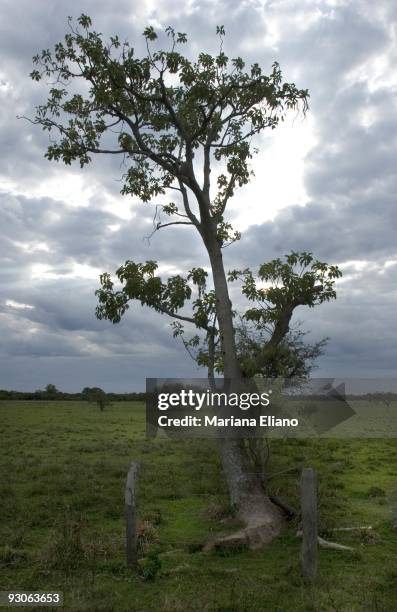 Ibera Marshes. Corrientes province. Argentina. The Ibera marshes is one of the largest moist soil areas in the world. It is one of most important...