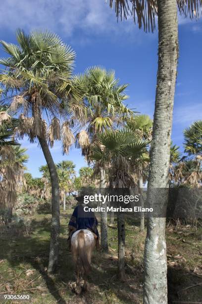 Ibera Marshes. Corrientes province. Argentina. The Ibera marshes is one of the largest moist soil areas in the world. It is one of most important...