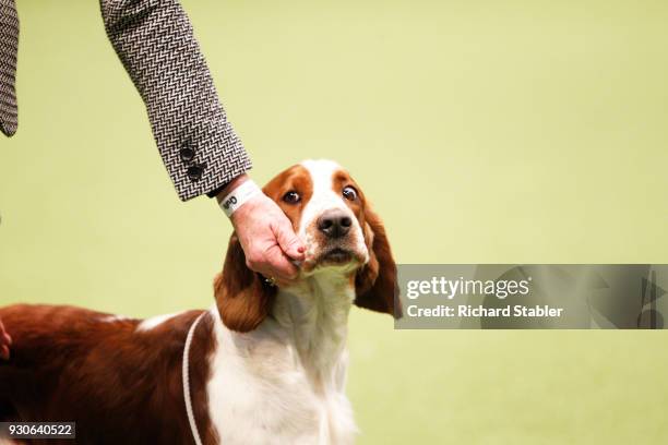 Fox Hound on show on day three of the Cruft's dog show at the NEC Arena on March 10, 2018 in Birmingham, England. The annual four-day event sees...