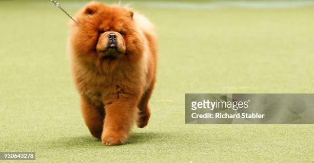 Chow Chow shows on day three of the Cruft's dog show at the NEC Arena on March 10, 2018 in Birmingham, England. The annual four-day event sees around...
