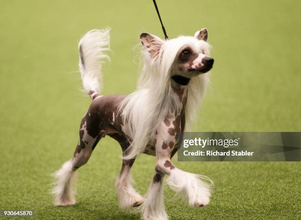 Chinese Crested dog shows on day three of the Cruft's dog show at the NEC Arena on March 10, 2018 in Birmingham, England. The annual four-day event...