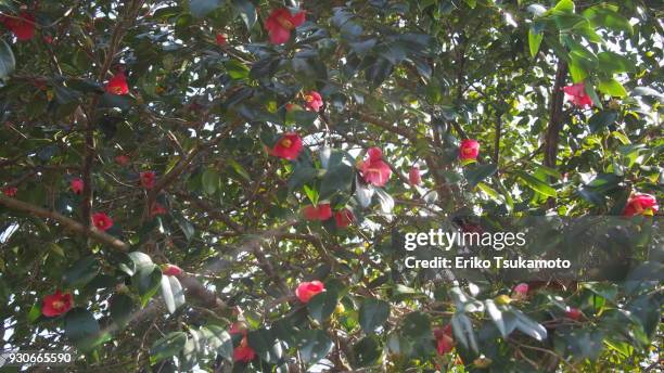 red camellia march 2018 - camellia japonica stock pictures, royalty-free photos & images