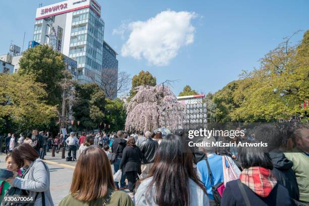 cherry blossom at ueno park, tokyo - 花見 ストックフォトと画像