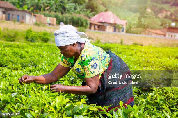 vrouw plukken theeblaadjes in rwanda - rwanda stockfoto's en -beelden