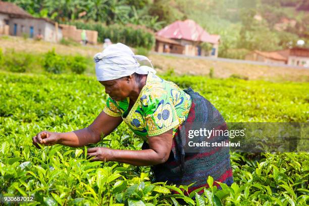 woman picking tea leaves in rwanda - african ethnicity farmer stock pictures, royalty-free photos & images