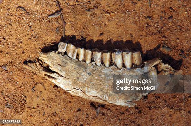 animal jawbone with teeth on a red dirt walking trail - animal skull stock pictures, royalty-free photos & images