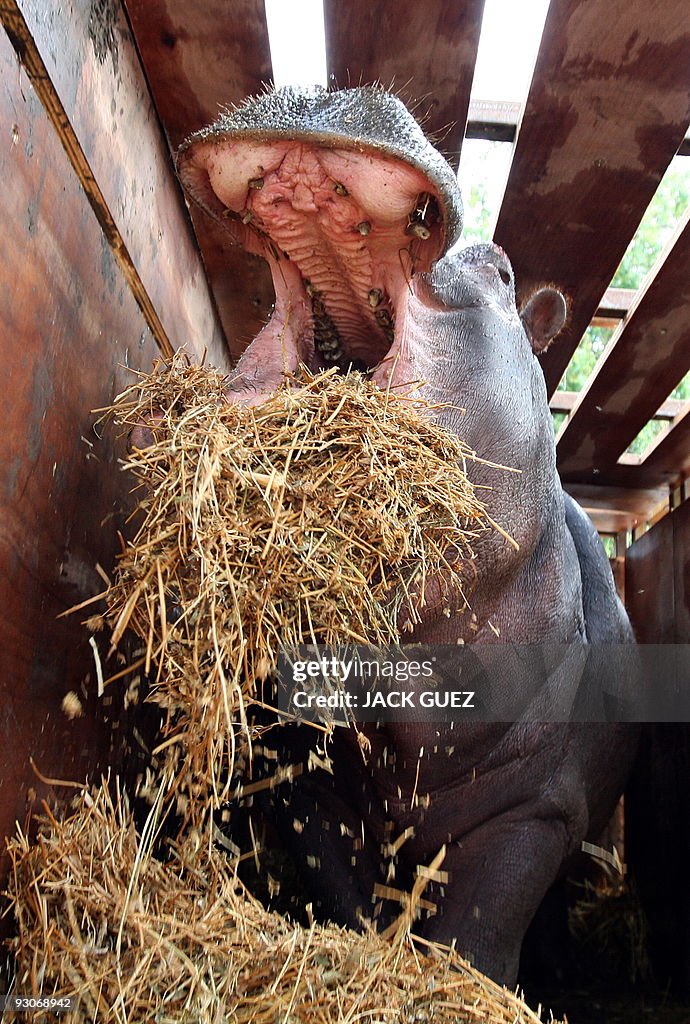 One year-old hippopotamus Lucie eats in