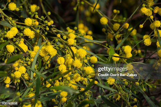 sydney golden wattle (acacia saligna) - acacia saligna stock pictures, royalty-free photos & images