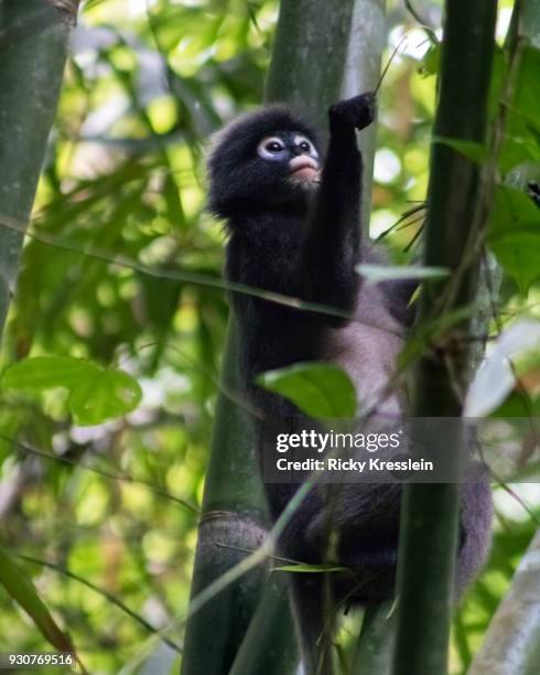 dusky leaf monkey - dusky leaf monkey stock pictures, royalty-free photos & images