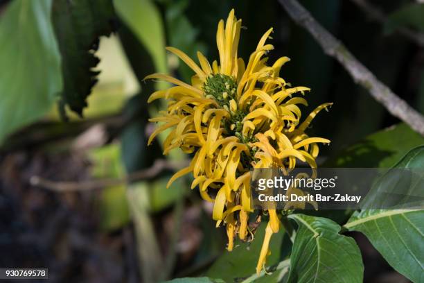 yellow jacobinia (justicia aurea) - acanthaceae stock pictures, royalty-free photos & images