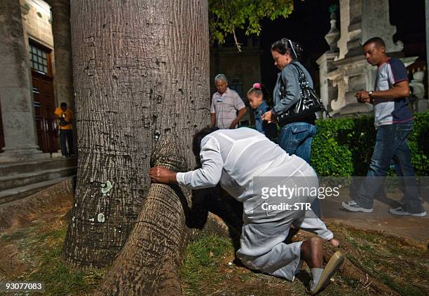 Woman leans on a silk-cotton tree during a ritual for the 490 anniversary of the foundation of Havana at the Templete church on November 15, 2009....