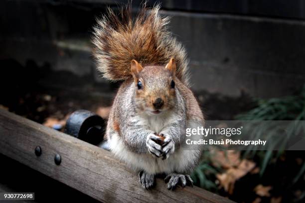 squirrel holding a hazelnut in a public park in toronto, ontario, canada - eastern gray squirrel stockfoto's en -beelden